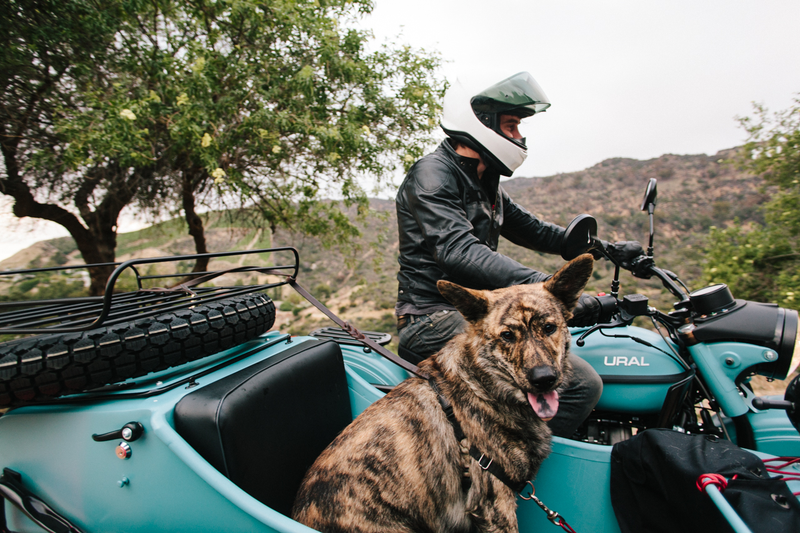 Illustration for article titled Dogs And Sidecars, A Match Made In Motorcycle Heaven